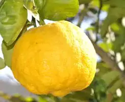 lemon-181650_1920-300x201.webp