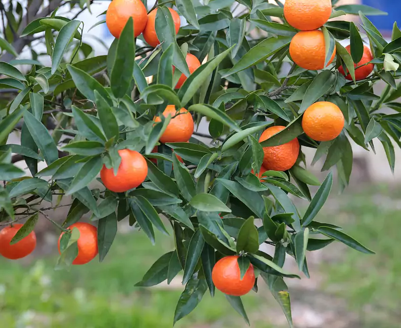fruit-4760219_1920.webp