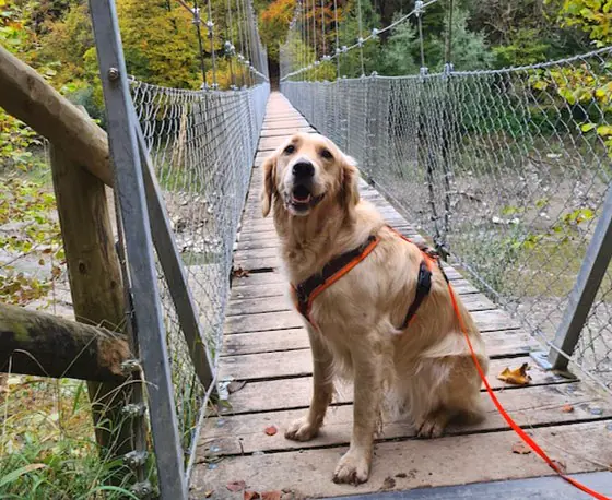 Die_Schweiz_mit_Hund_erleben_585x674_1_web.jpg