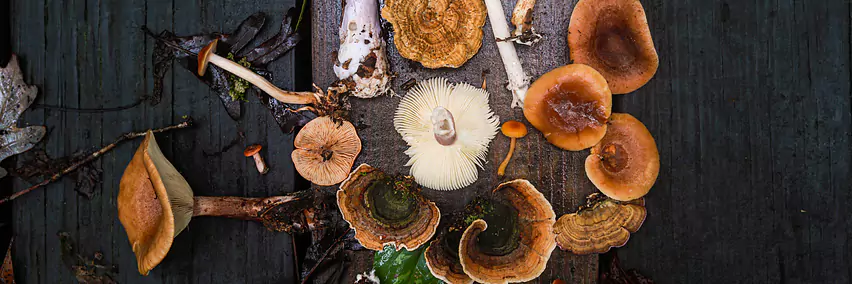 Gourmet-Trends: Gekommen, um zu bleiben