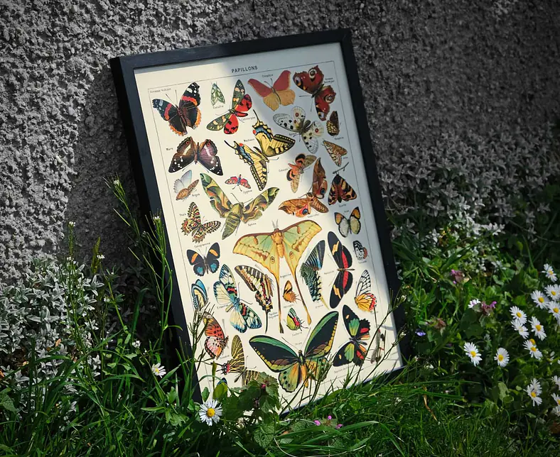 Papillons.jpg