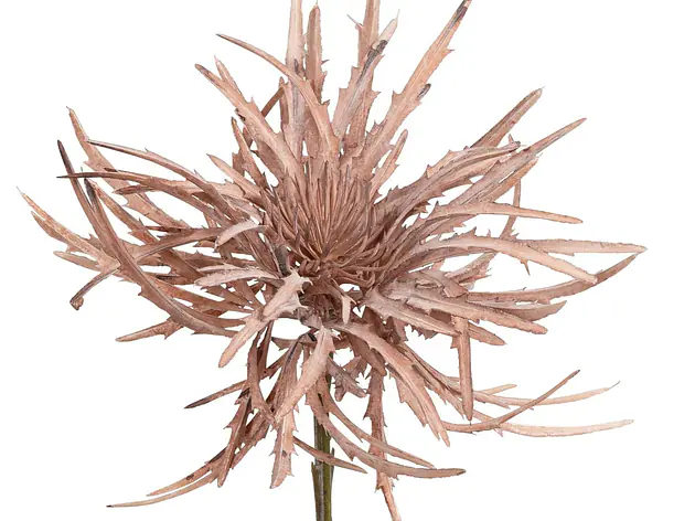 Kunstblume
