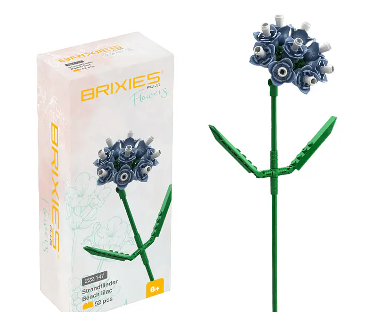 222147 Blume Strandflieder blau.png