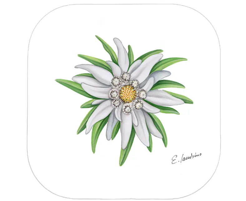 Untersetzer_edelweiss.png