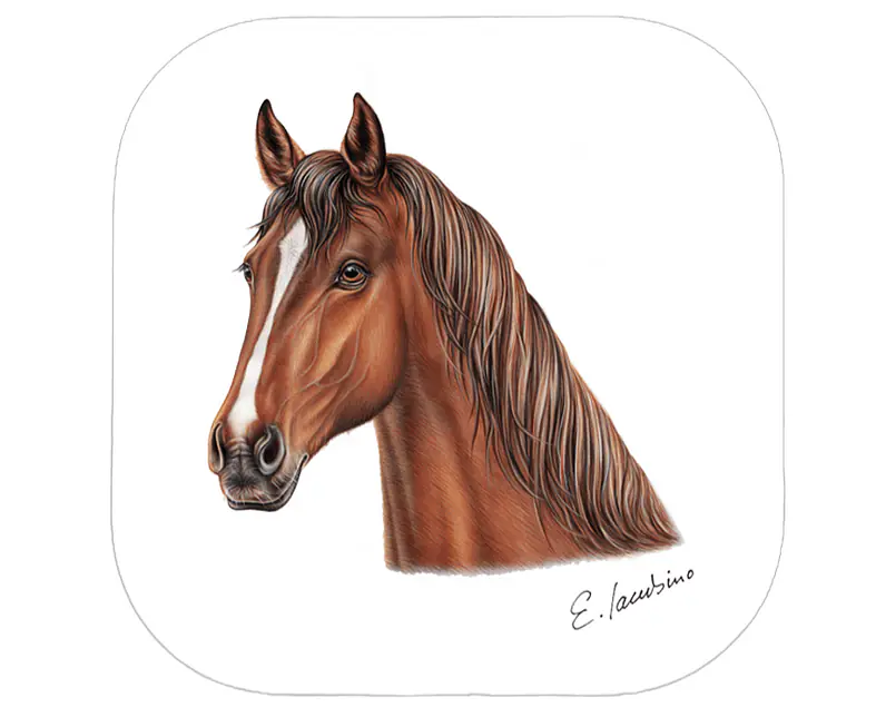 Untersetzer_Pferd.png