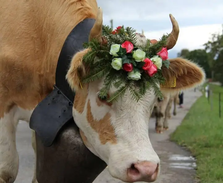 Simmental de Sophie Desalpe 2018.jpg