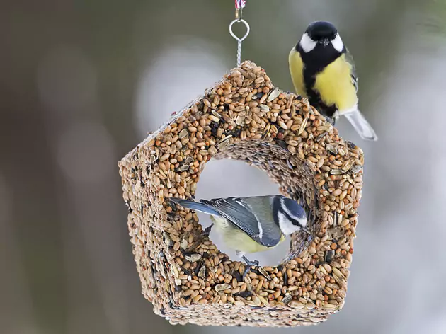 Cabane à oiseaux