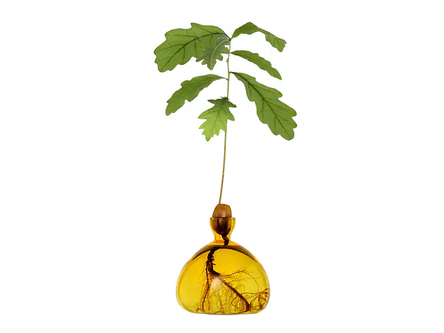 Acorn Vase