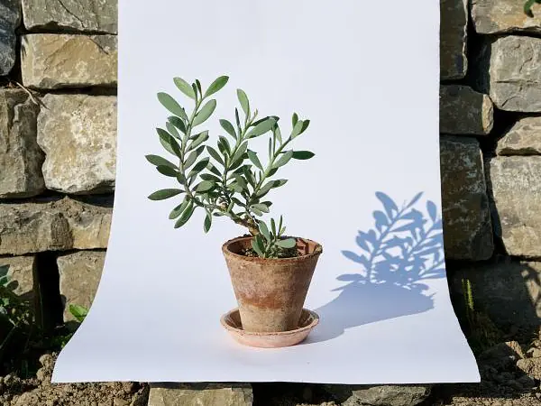Blumentopf mit Pflanze
