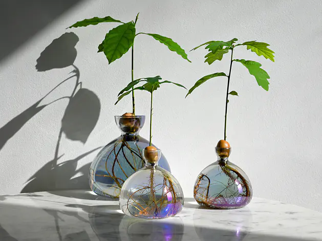 Avocado Vase and Acorn Vase Cosmic