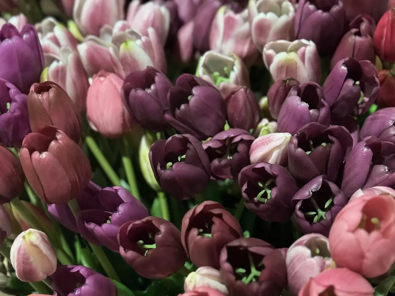 Kunstblumen: Tulpen