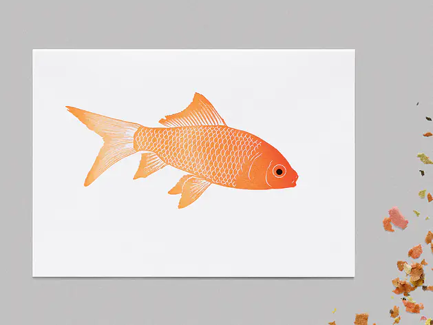 ‹Goldfisch›