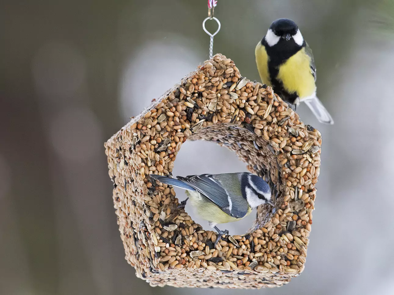 Cabane à oiseaux